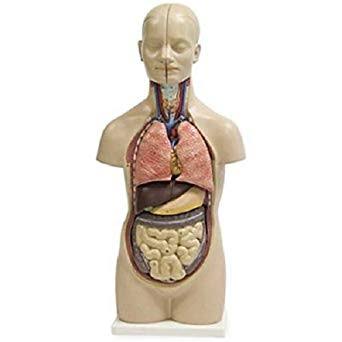 Human Anatomy Torsos Manufacturer